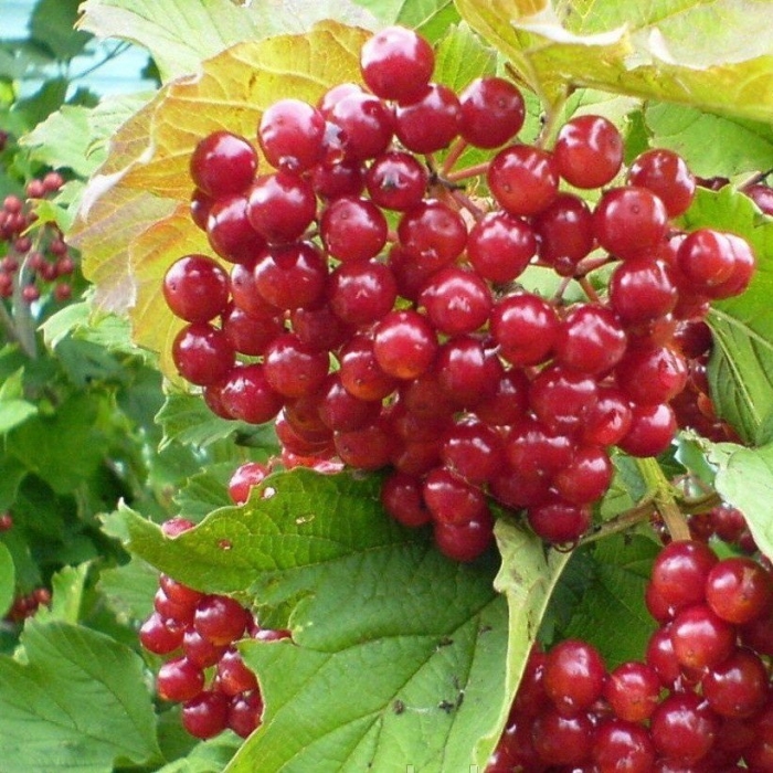 Калина обыкновенная