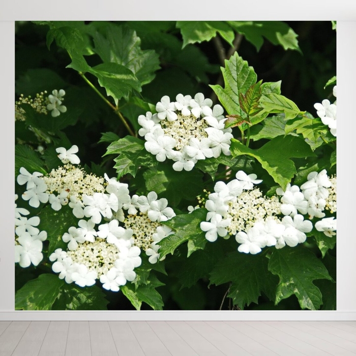 Калина обыкновенная компактум