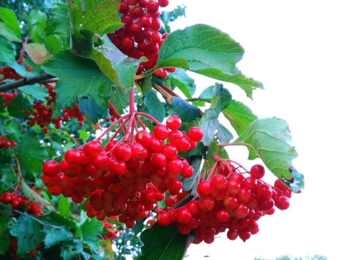 Калина обыкновенная красная гроздь