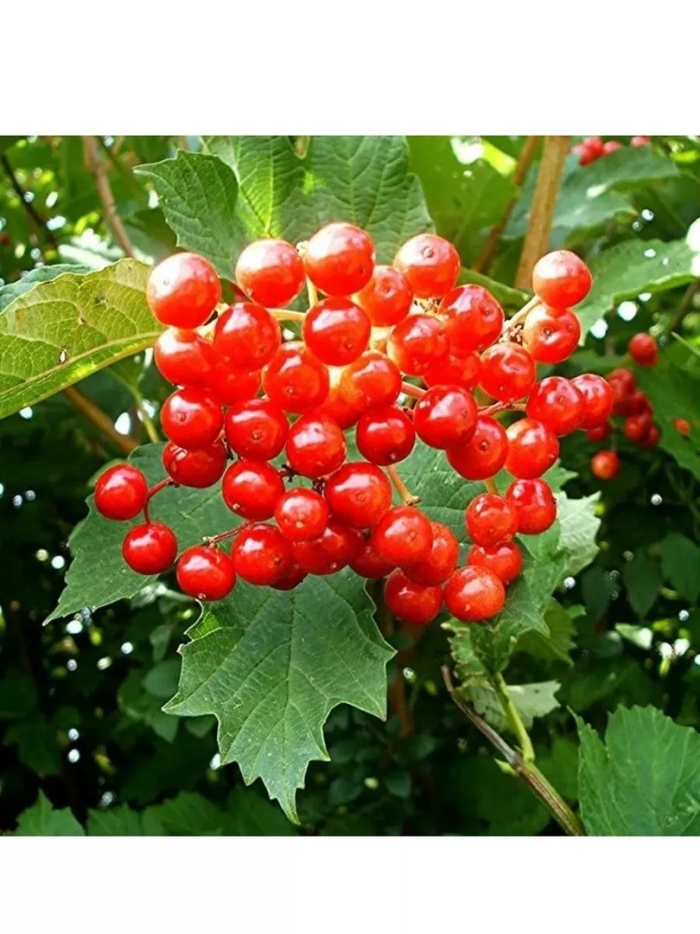 Калина обыкновенная viburnum opulus