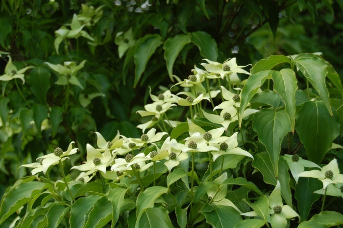 Cornus kousa листья