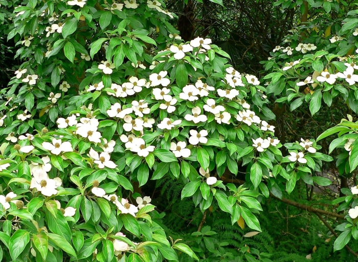 Cornus kousa