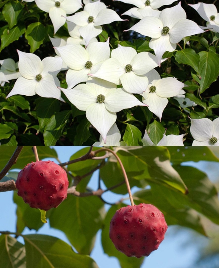 Дерен cornus kousa