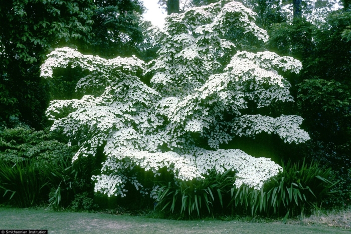 Дерен коуза