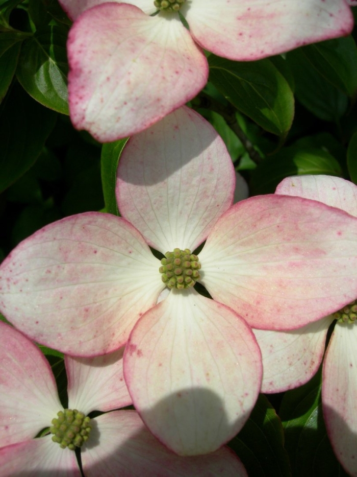 Кизил dogwood