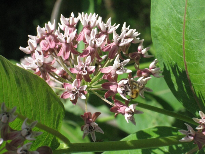 Асклепиас ваточник