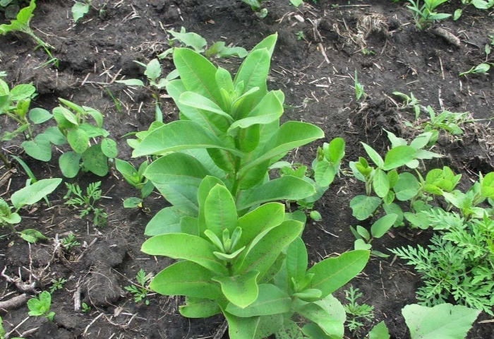 Ваточник сирийский