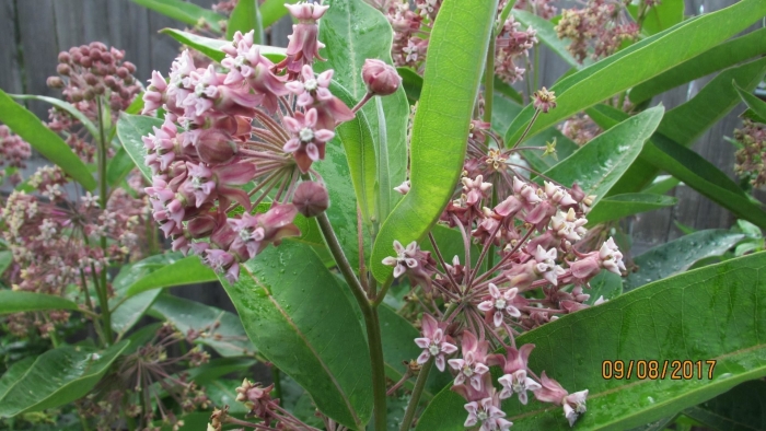 Асклепия ваточник сирийский