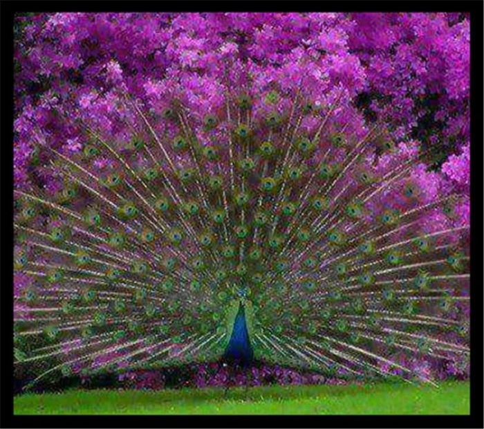 Пурпурно. черноплечий павлин