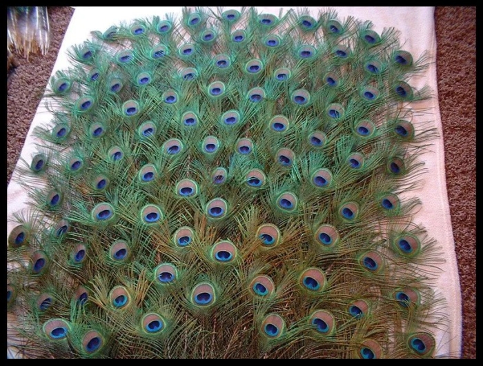 Перо павлина