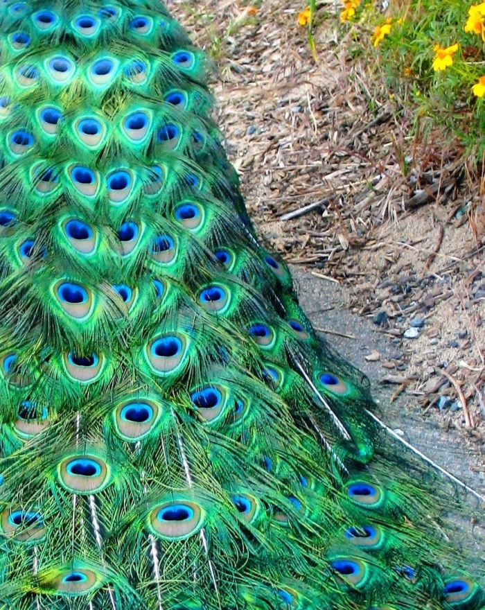 Павлин павлиний хвост
