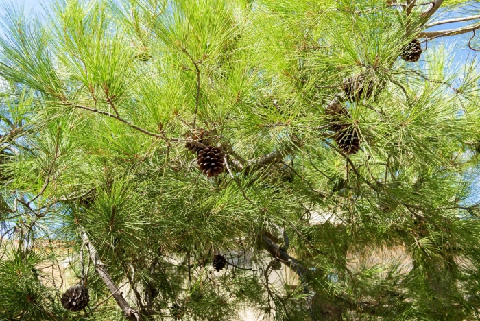 Pinus halepensis