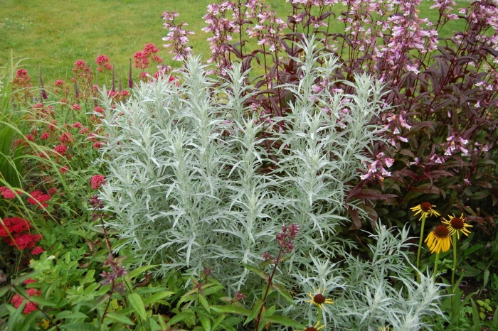 Полынь людовика силвер квин