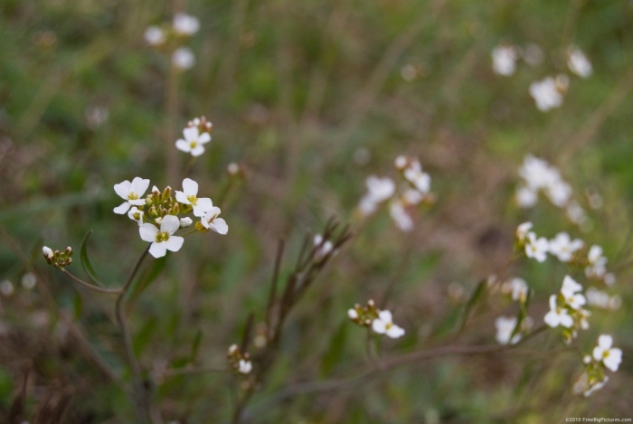 Резушка таля arabidopsis thaliana
