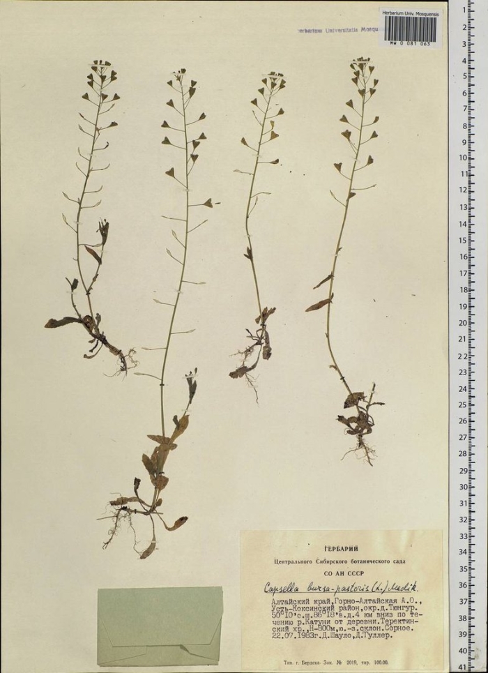 Пастушья сумка обыкновенная гербарий