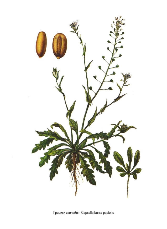 Пастушья сумка обыкновенная