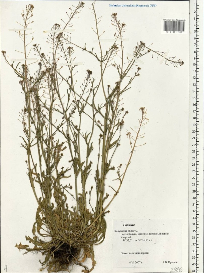 Пастушья сумка гербарий