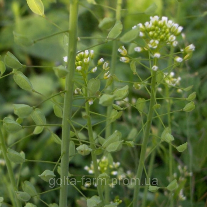 Пастушья сумка лечебные свойства