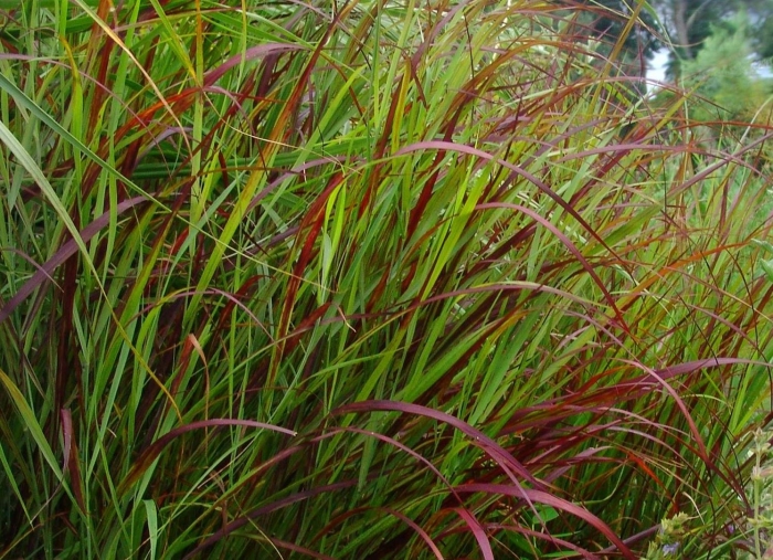 Просо прутьевидное shenandoah