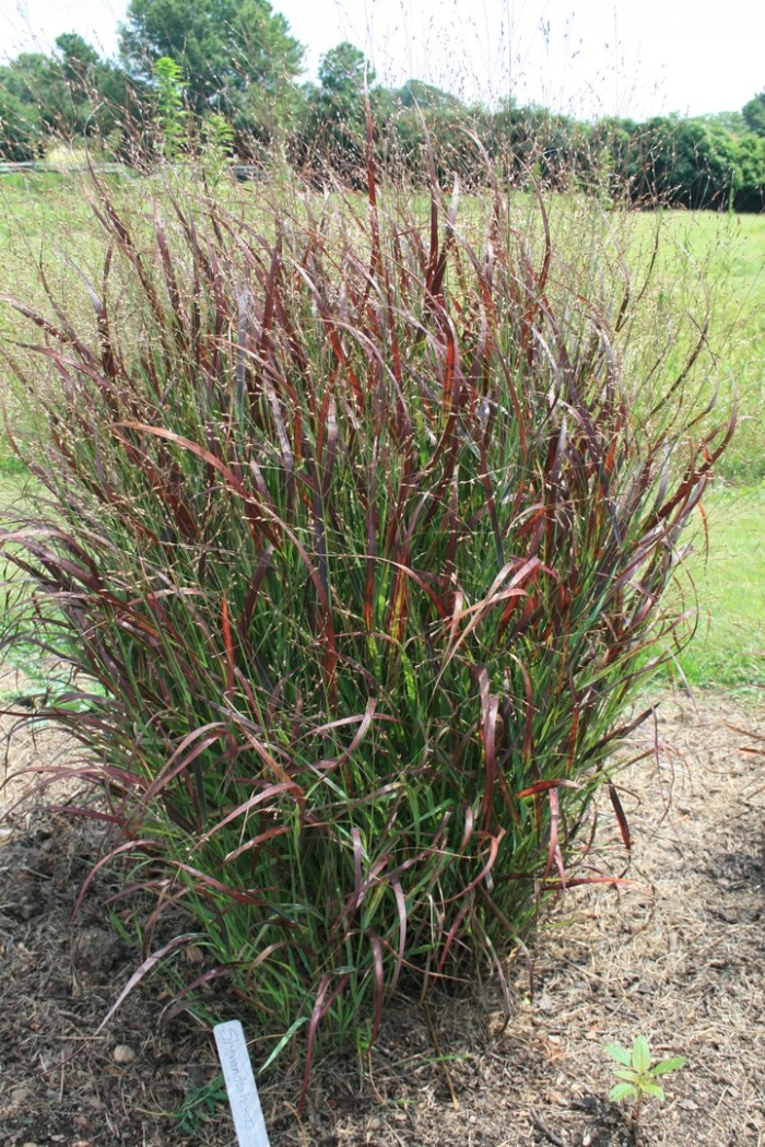 Просо прутьевидное rotstrahlbusch