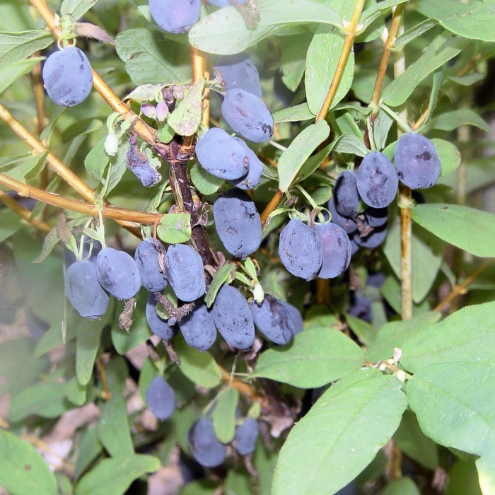 Жимолость бореал