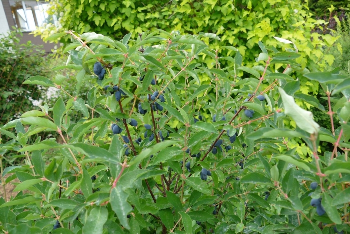 Жимолость куст