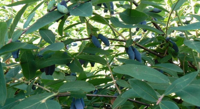 Жимолость съедобная вечный зов