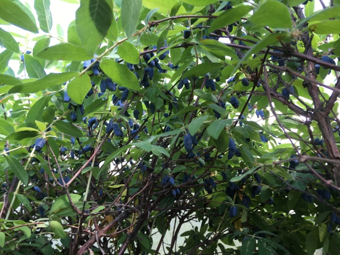 Жимолость плодовая куст