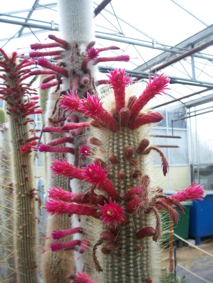 Клейстокактус штрауса