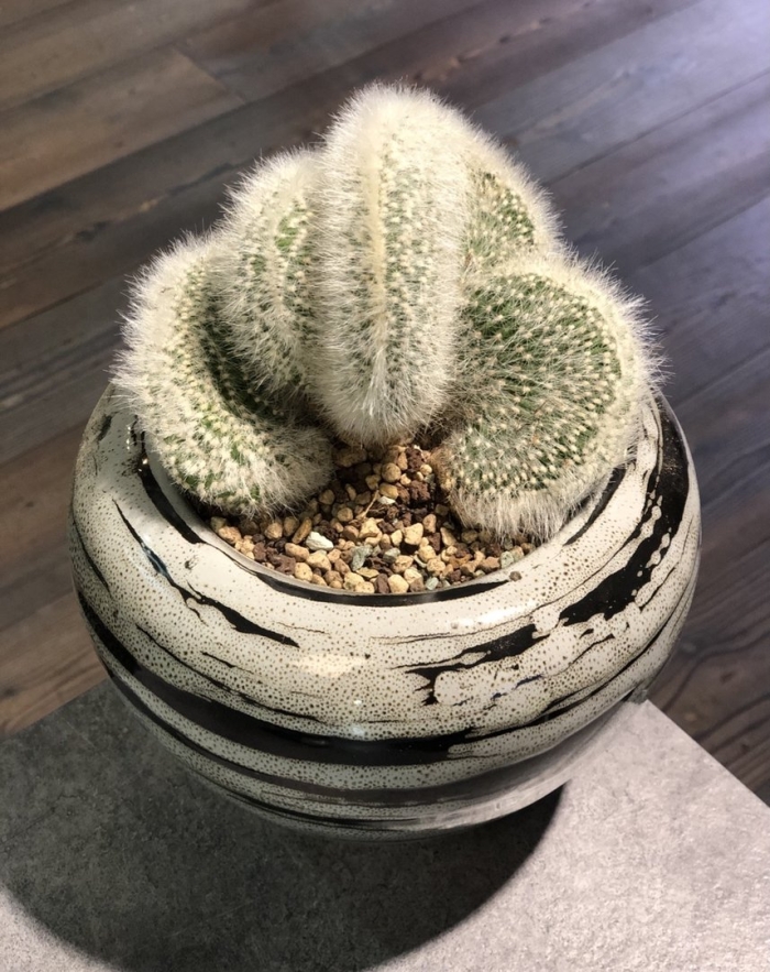 Клейстокактус кристата