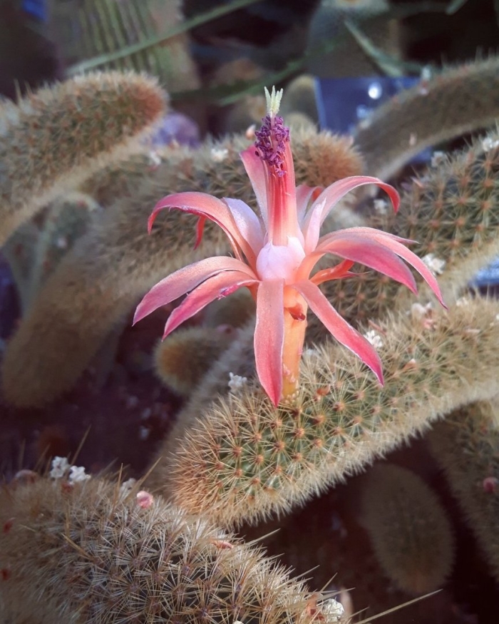 Клейстокактус винтера