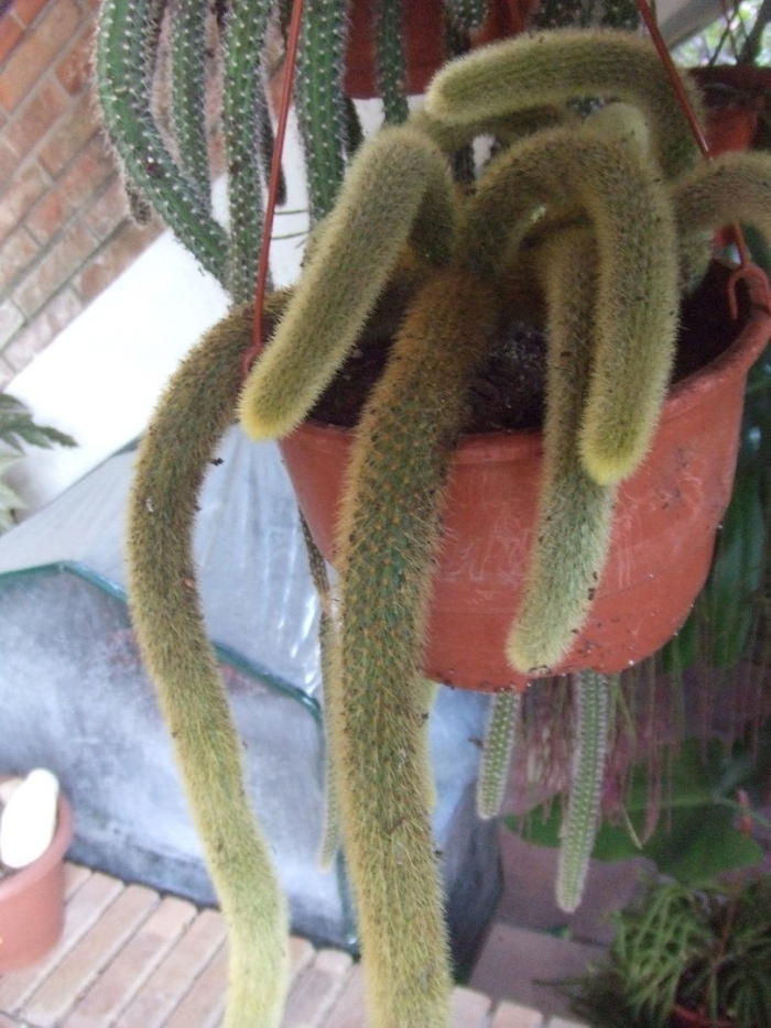 Кактус клейстокактус штрауса