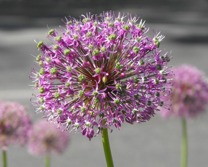 Allium aflatunense