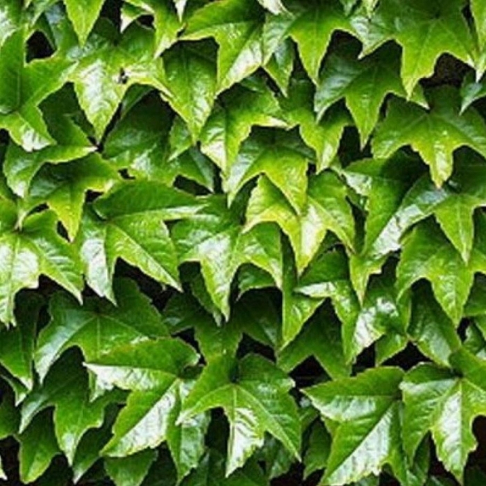 Девичий виноград триостренный