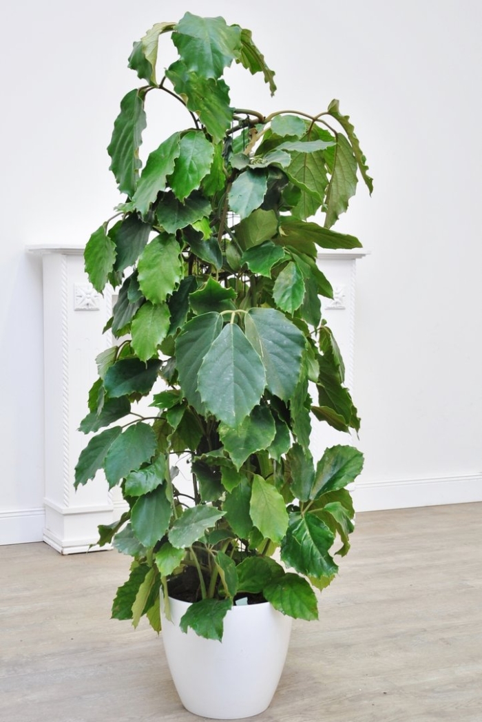 Тетрастигма вуанье