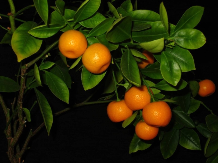 Мандарин каламондин