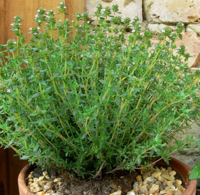 Тимьян овощной медок