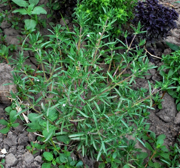 Чабер огородный чарли