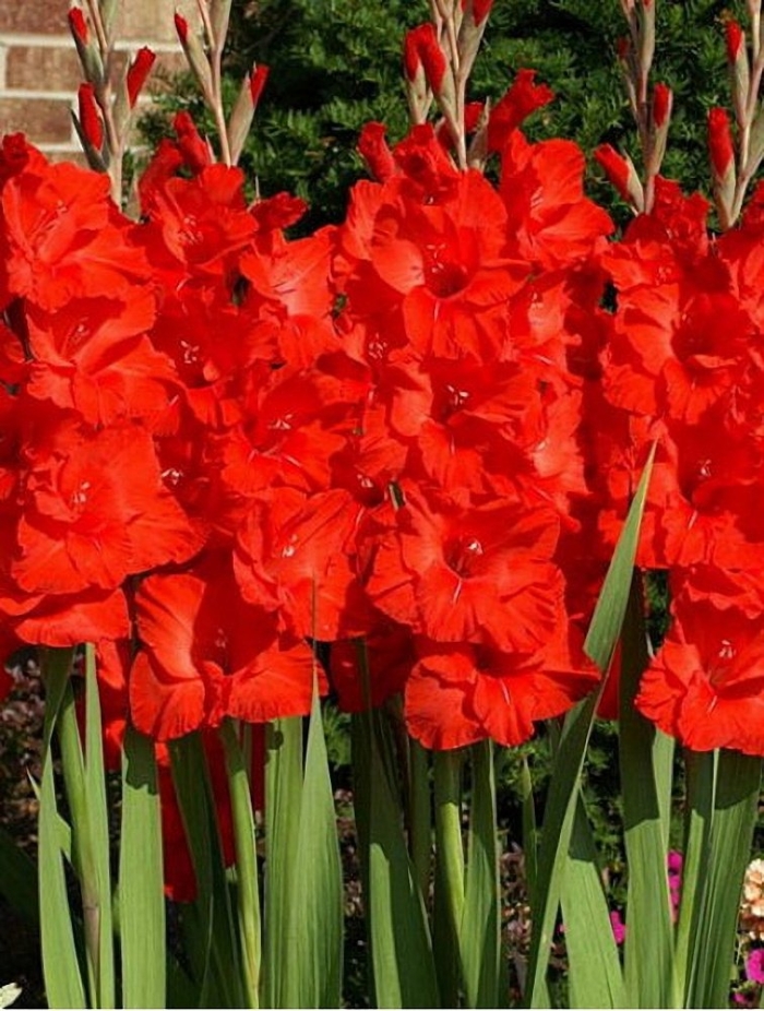 Гладиолус ред шадоу