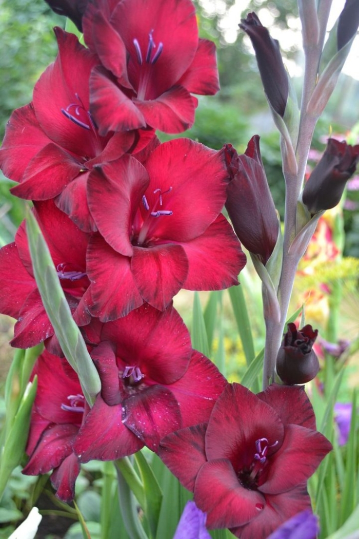 Гладиолус блэк сюрпрайз