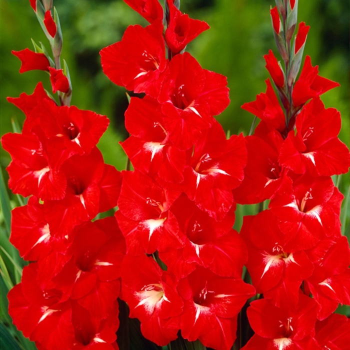 Гладиолус трейдерхорн