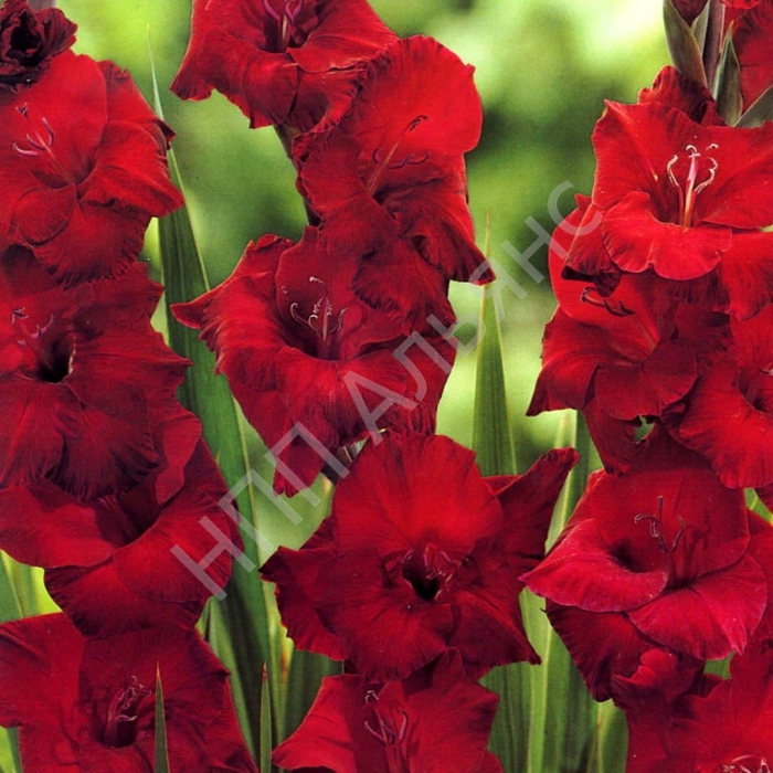 Гладиолус красный