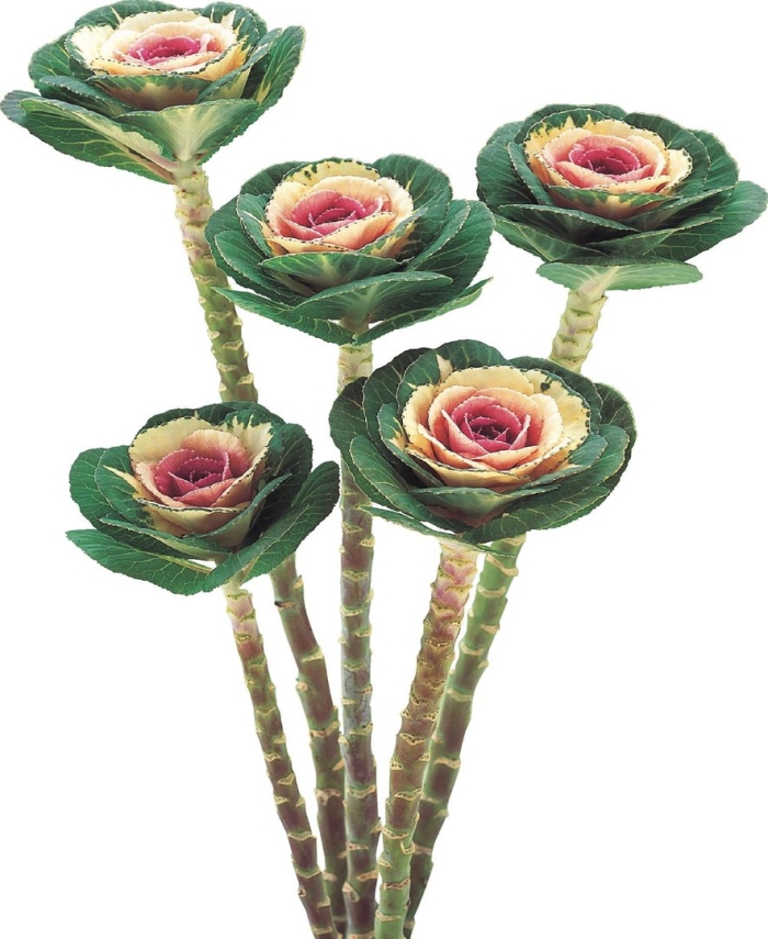 Капуста декоративная крейн биколор