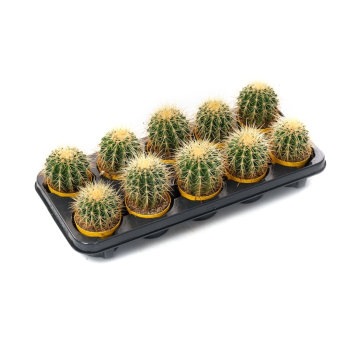 Эхинокактус грузони рейнбоу