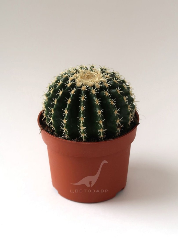 Маммиллярия эхинокактус грузони