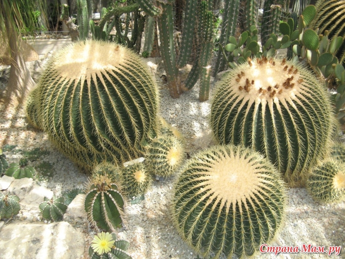 Кактусовая оранжерея в никитском ботаническом саду