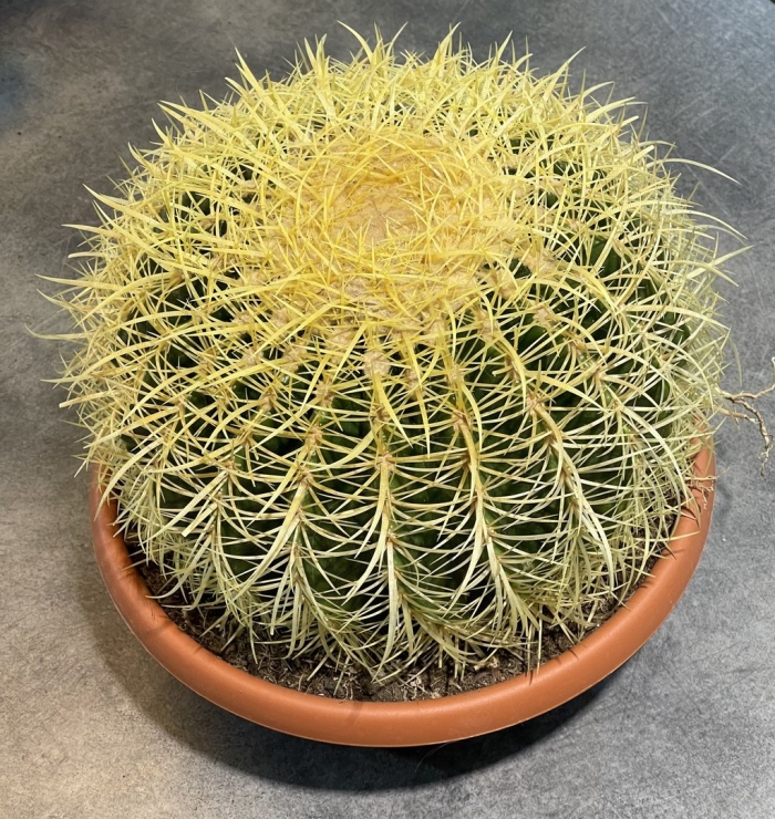 Кактус эхинокактус грузони