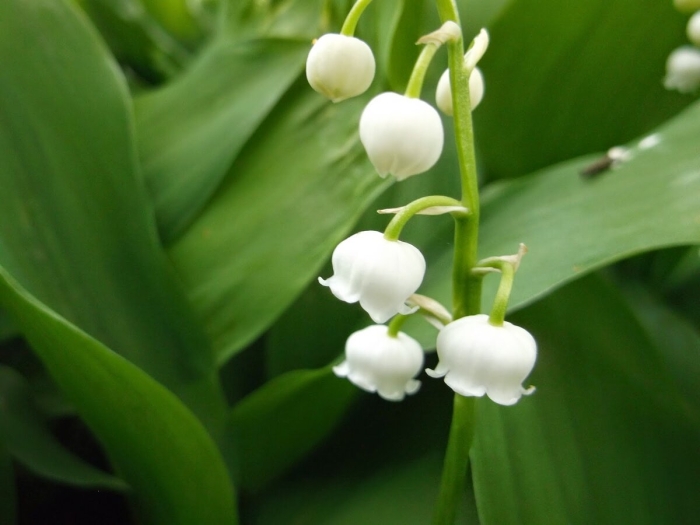 Ландыши майские