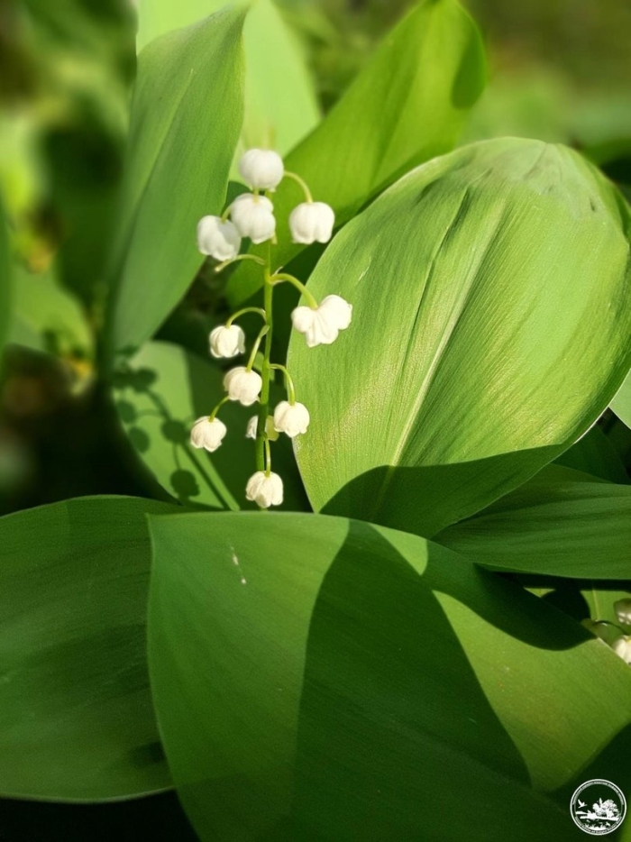 Ландыш майский convallaria majalis