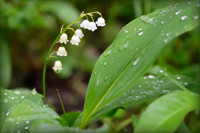 Ландыш местообитание